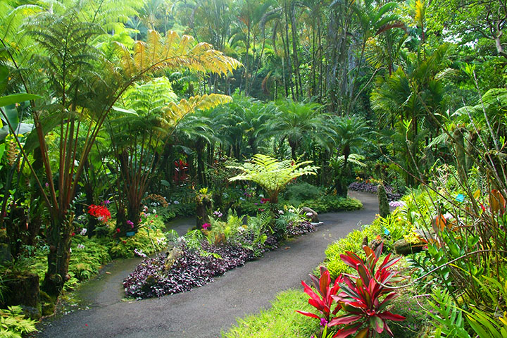 Hawaii Tropical Botanical Gardens.